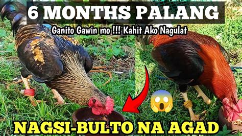 linyada ng mamay|Tamang Patuka sa Manok .